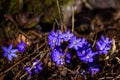 Common hepatica or kidneywort Anemone hepatica flowers.