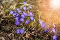 Common Hepatica, Hepatica nobilis in garden,First spring flower. Blue flowers blooming in April closeup - Bluebells in a spring fo