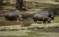 A common herd of Hippopotamus Royalty Free Stock Photo