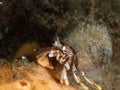 Common hermit crab, Pagurus bernhardus. Loch Fyne. Diving, Scotland