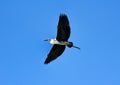 Common Heron (Ardea cinerea) in flight Royalty Free Stock Photo