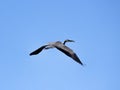 Common Heron (Ardea cinerea) in flight Royalty Free Stock Photo