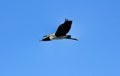 Common Heron (Ardea cinerea) in flight Royalty Free Stock Photo