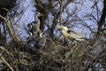 Common herons in nest