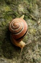 Cepaea nemoralis; banded snail in garden