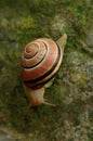 Cepaea nemoralis; banded snail in garden