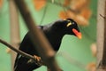 Common hill myna Royalty Free Stock Photo