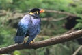 Common hill myna Royalty Free Stock Photo