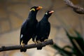 Common hill myna Royalty Free Stock Photo