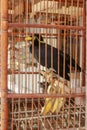 The common hill myna, Gracula religiosa in a cage. Alone bird in a cage. Hill myna is talking bird