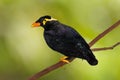 Common Hill Myna Gracula religiosa intermedia Royalty Free Stock Photo