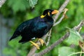 A common hill myna Gracula religiosa, or Royalty Free Stock Photo