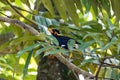 Common hill myna, Gracula religiosa, singing in a tree Royalty Free Stock Photo