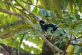 Common hill myna, Gracula religiosa, singing in a tree Royalty Free Stock Photo