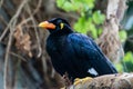 A common hill myna Gracula religiosa, sometimes spelled Royalty Free Stock Photo