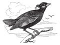 Common Hill Myna or Gracula religiosa vintage engraving Royalty Free Stock Photo