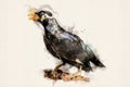 Common hill myna, mynah bird. Royalty Free Stock Photo