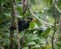 Common Hill Myna perching eye level on tree branch Royalty Free Stock Photo