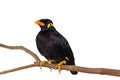 Common Hill Myna & x28;Gracula religiosa intermedia& x29; Royalty Free Stock Photo