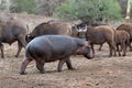 Common Hippo with herd of cape buffalo in Africa Royalty Free Stock Photo