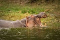 The common hippo Hippopotamus amphibius opening his big mouth, Queen Elizabeth National Park, Uganda. Royalty Free Stock Photo