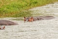 The common hippo Hippopotamus amphibius, Queen Elizabeth National Park, Uganda. Royalty Free Stock Photo