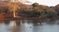 Common Hippo pod in a lake at golden hour in a lake in southern Africa