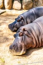 Common hippopotamus Hippopotamus amphibius in Barcelona Zoo Royalty Free Stock Photo