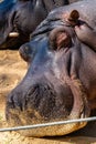 Common hippopotamus Hippopotamus amphibius in Barcelona Zoo Royalty Free Stock Photo