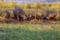 The common hippopotamus Hippopotamus amphibius or hippo, herd on riverbank