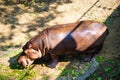 The common hippopotamus, Hippopotamus amphibius, or hippo, is a large, mostly herbivorous, semiaquatic mammal native to Royalty Free Stock Photo