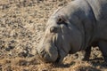 The common hippopotamus, Hippopotamus amphibius, or hippo, is a large, mostly herbivorous, semiaquatic mammal native to Royalty Free Stock Photo