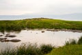 Common hippopotamus (Hippopotamus amphibius) in the water in Ngorongoro