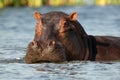 The common hippopotamus Hippopotamus amphibius, or hippo lying in the river.Portrait of a large hippopotamus in the blue water Royalty Free Stock Photo