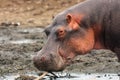 The common hippopotamus Hippopotamus amphibius or hippo, portrait Royalty Free Stock Photo