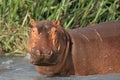 The common hippopotamus Hippopotamus amphibius, hippo portrait. Big hippo with scars on his body Royalty Free Stock Photo