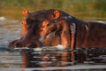 The common hippopotamus Hippopotamus amphibius,hippo, portrait of a male in the foamy water Royalty Free Stock Photo