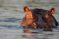 The common hippopotamus Hippopotamus amphibius, or hippo ,portrait of a hippo in water Royalty Free Stock Photo