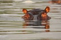 The common hippopotamus Hippopotamus amphibius, or hippo ,portrait of a hippo in water Royalty Free Stock Photo