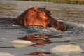 The common hippopotamus Hippopotamus amphibius, or hippo ,portrait of a hippo in water Royalty Free Stock Photo