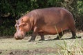 The common hippopotamus Hippopotamus amphibius, or hippo on the river bank