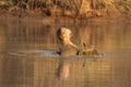 The common hippopotamus Hippopotamus amphibius or hippo is threatening with open jaws full of long sharp teeth from water dam in Royalty Free Stock Photo