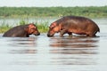 The common hippopotamus Hippopotamus amphibius, or hippo, two hippos in shallow water