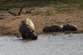 The common hippopotamus Hippopotamus amphibius, or hippo is walking to the dam from shore with two young sleeping hippos in