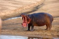 The common hippopotamus Hippopotamus amphibius or hippo is warning by open jaws standing on the river bank in beautiful evening Royalty Free Stock Photo