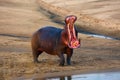 The common hippopotamus Hippopotamus amphibius or hippo is warning by open jaws standing on the river bank in beautiful evening Royalty Free Stock Photo