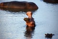 Common hippopotamus Hippopotamus amphibius or hippo is warning by open jaws and swimming in the middle of lake in beautiful Royalty Free Stock Photo