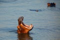 The common hippopotamus Hippopotamus amphibius or hippo is warning by open jaws and swimming in the middle of lake in beautiful