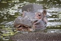 Common Hippopotamus Calf