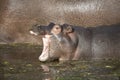 Common Hippopotamus calf